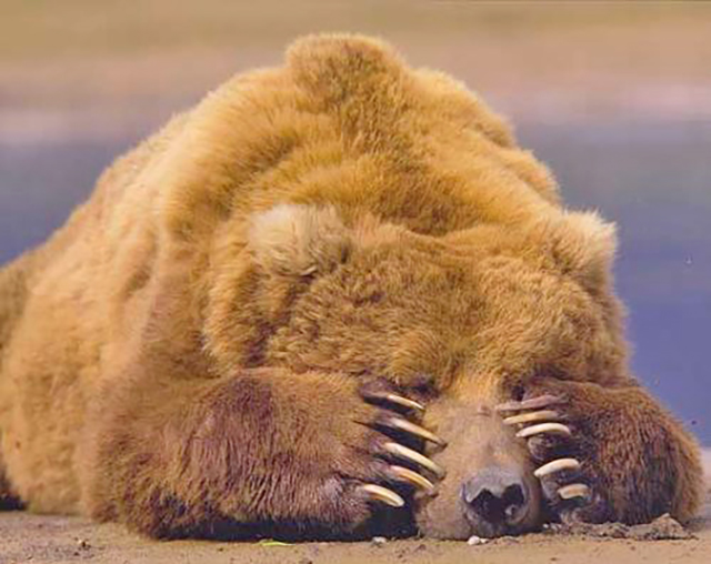 Een beer die zijn poten voor zijn ogen slaat.