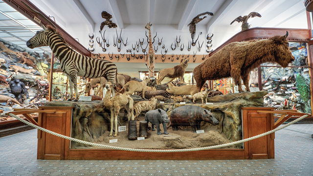 In het museum een enorme hoeveelheid opgezette dieren van over de hele wereld.