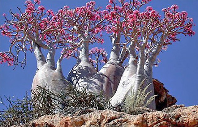 Caudiciforme planten, planten met een heel dikke stam, op Socotra.