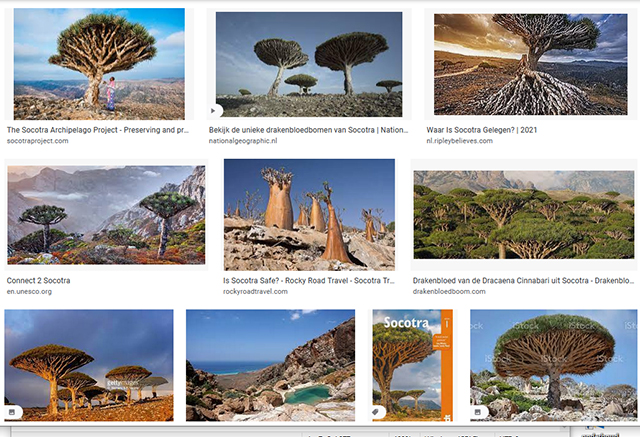 Verschillende soorten bomen op Socotra.