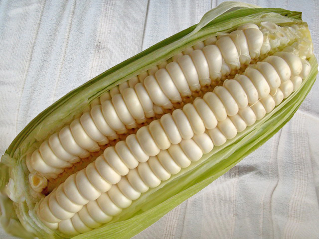 Een kolf van de besproken mais-soort.