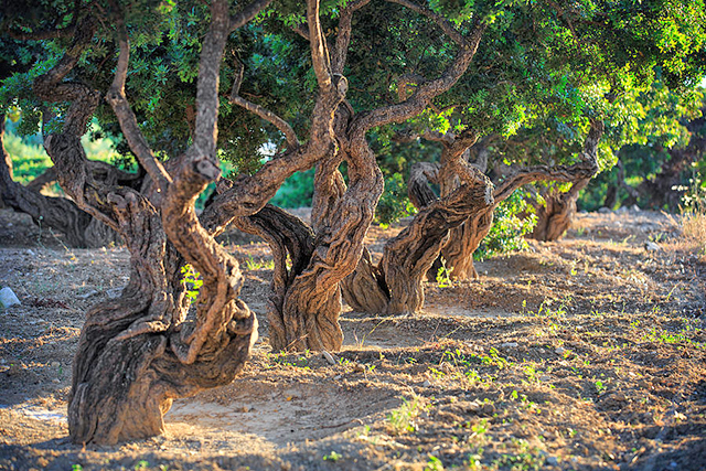 Een rijtje mastiek-bomen. Ze zien eruit als olijfbomen.