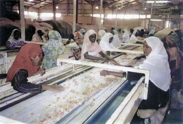 Vrouwen sorteren de stukken mastiek in een fabriek.
