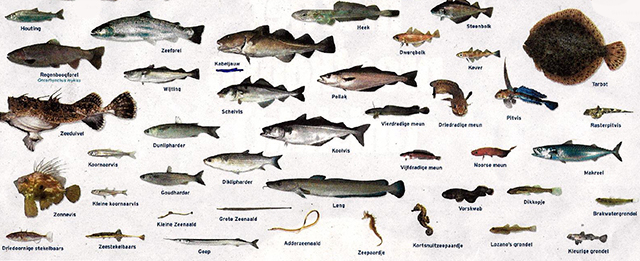 Nog een plaat met verschillende vissoorten.