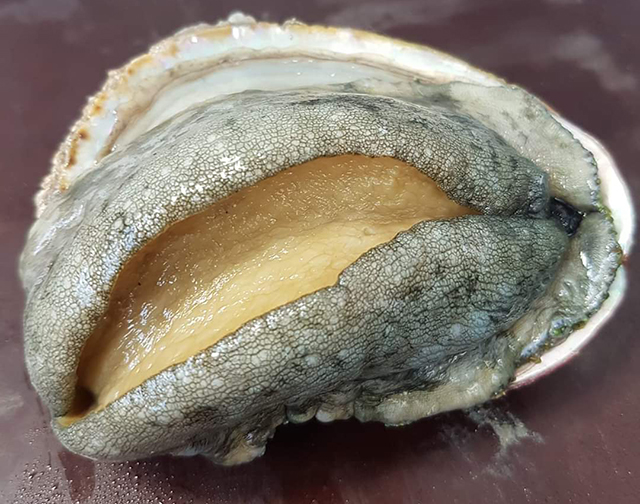 een abalone in de schelp.