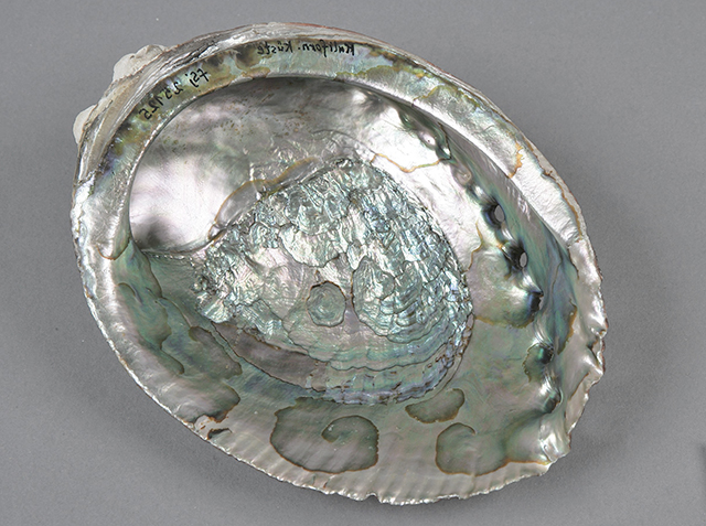 De schelp van een abalone, met het parlemoer en de gaatjes.