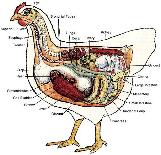 Een plaat met daarop de anatomie van de kip.