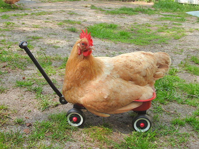 Een kip, uitrustend in een speelgoed-aanhangwagentje.