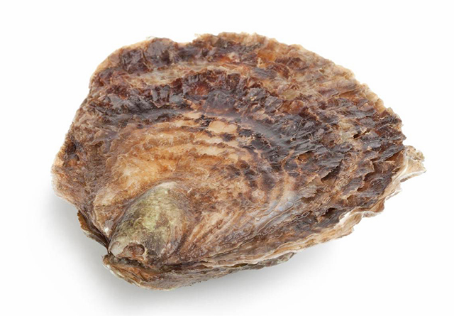 Een platte oester.
